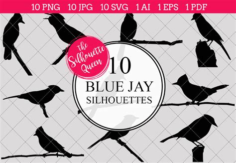 Blue Jay Silhouette Vectors By The Silhouette Queen | TheHungryJPEG