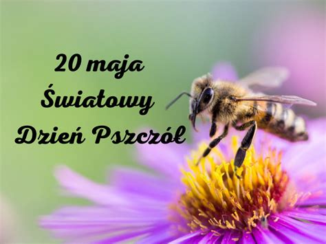 Wiatowy Dzie Pszcz Przedszkole Niepubliczne Pinokio