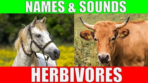 Top 143 + Herbivores animals name list - Inoticia.net