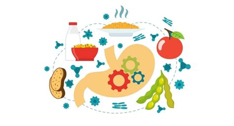 Los 5 mejores alimentos para mejorar la digestión