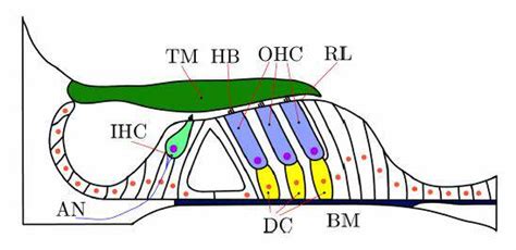 4 Cross Sectional Diagram Of Cochlea Showing Basilar Membrane Bm Download Scientific Diagram