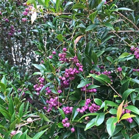 Dwarf Lilly Pilly Australian Native Plant Tubestock