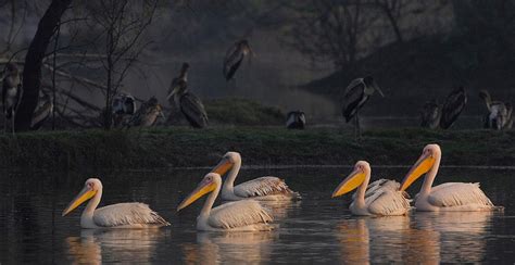 Keoladeo Ghana National Park - RajRAS | RAS Exam Preparation