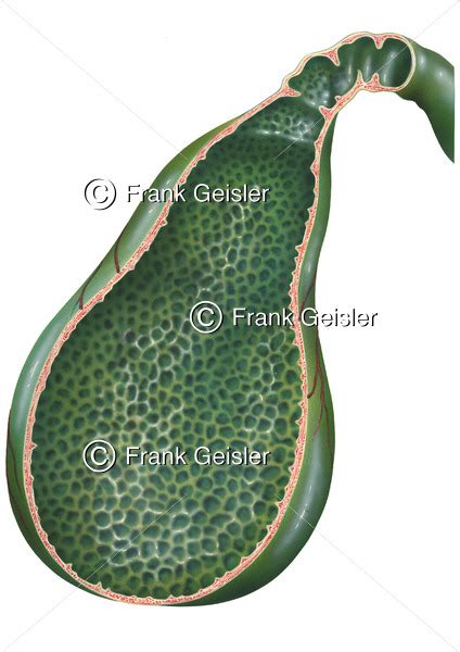 Anatomie Gallenblase Vesica Fellea Oder Biliaris Medical Pictures