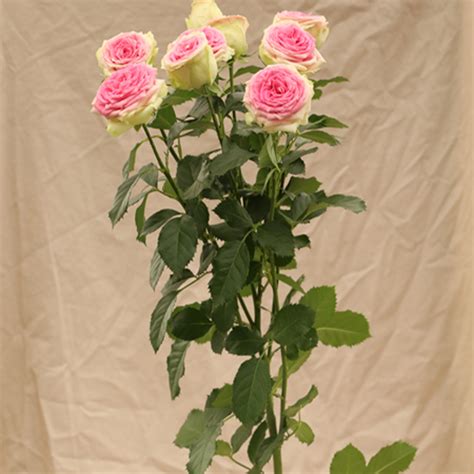 White Majolika Garden And Scented Spray Roses Aisha Flowers