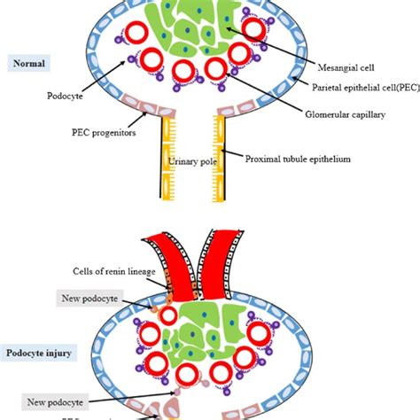 Schema representing the fate of PECs and cells of renin lineage as... | Download Scientific Diagram