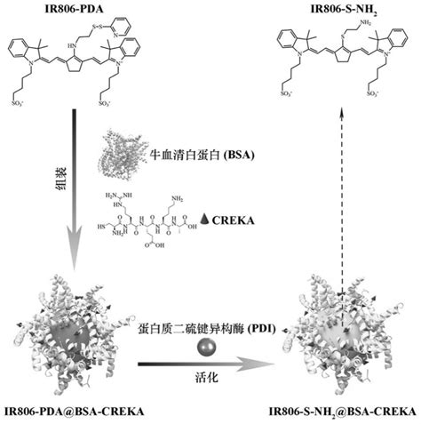 近红外二区荧光探针ir806 Pdabsa Creka及其制备方法与应用