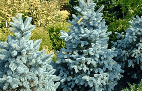 2 Baby Blue Eyes Spruce Timberline Landscaping