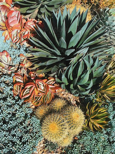 Succulent Garden By Stocksy Contributor Jesse Weinberg Stocksy