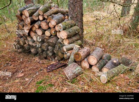 Pr Paration De Bois De Chauffage Pour L Hiver Piles De Bois De