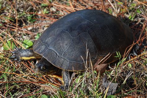 Eastern Chicken Turtle Deirochelys Reticularia Reticulari Flickr