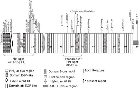 Distribution Of Fibrillin 1 Mutations In Patients With Ectopia Download Scientific Diagram