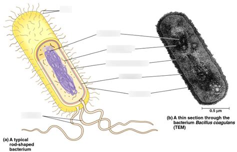 Biol 107 Bacterial Cell Diagram Quizlet