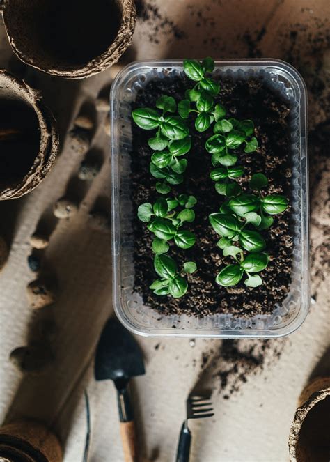 Como Plantar Manjericão Guia Completo Para Cultivar Em Casa Jardim