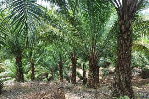 Sawit Di Lahan Gambut Sudah Boleh Masuk Program Di Replanting Ini Info