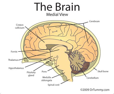 Think Tank Centre: Anatomy of the Brain - Biology SPM Chapter 3