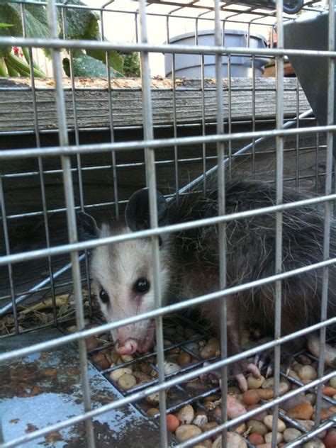 Opossum Removal | Anytime Wildlife Removal