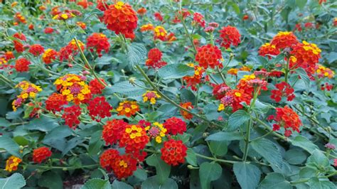 Lantana Plant Care & Growing Guide