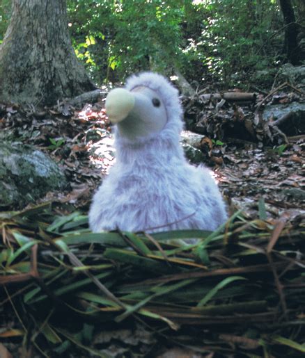 New Cute Dodo Soft Toy Available From Everything Dinosaur