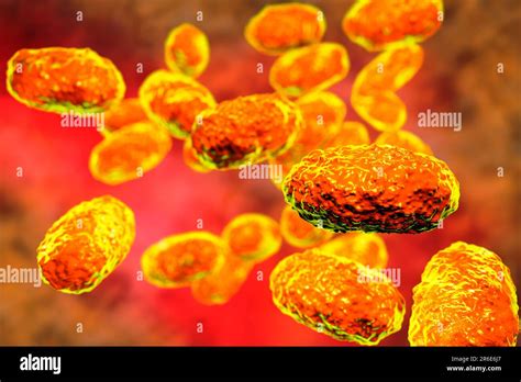 Whooping Cough Bacteria Bordetella Pertussis Computer Illustration