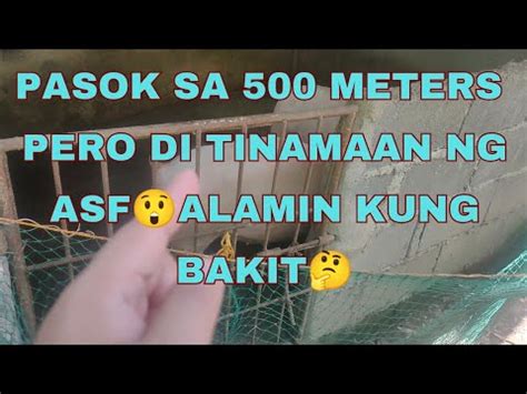 PASOK SA 500 METER RADIUS PERO DI TINAMAAN NG ASF ANG BABOY NAMIN