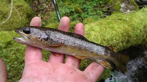 Comment pêcher la truite en ruisseau une pêche à l état sauvage