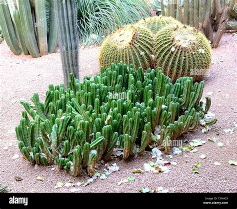 Un Cactus Es Un Miembro De La Familia De Plantas Cact Ceas Una Familia