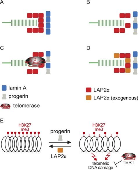 Progerin Reduces Lap Telomere Association In Hutchinson Gilford