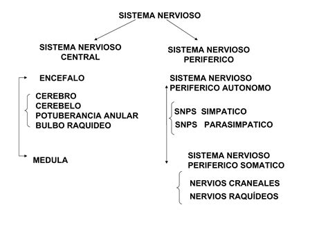 Sistema Nervioso Central Ppt