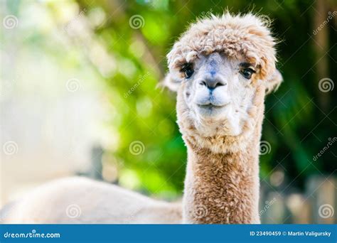 Retrato De La Alpaca En Fondo Natural Verde Imagen De Archivo Imagen