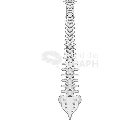 Column Vertebral Rear