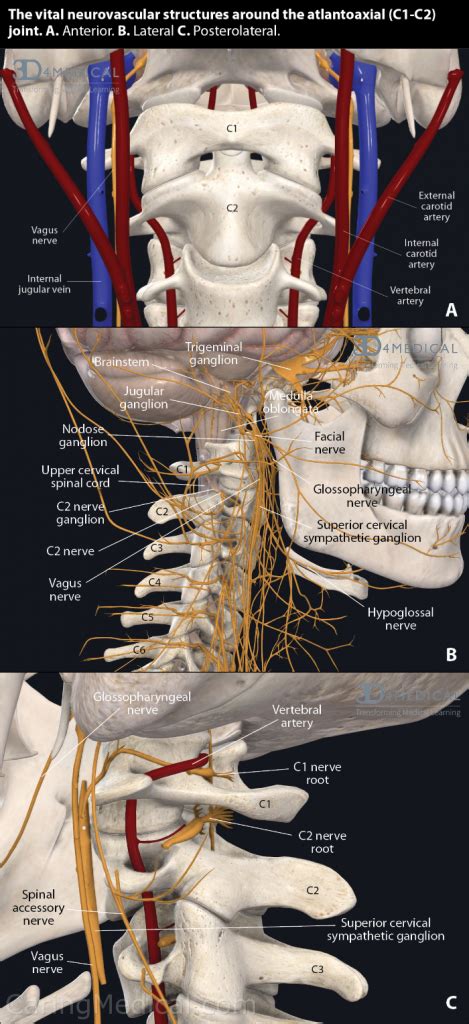 Chronic Cough Cough Hypersensitivity Syndrome And The Vagus Nerve