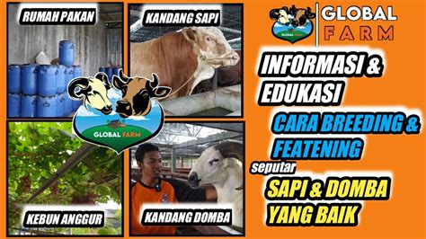 Global Farm Edukasi Dan Informasi Seputar Peternakan Dan