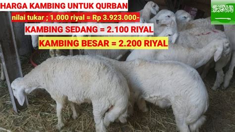 Umumnya Cara Orang Saudi Membagikan Daging Kurban Youtube