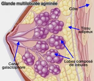 Glande De Montgomery Bebe