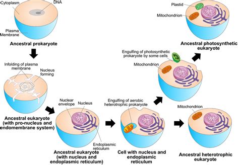 Possible Evolutionary Scenario For The Origin Of Eukaryotic Cells And Download Scientific