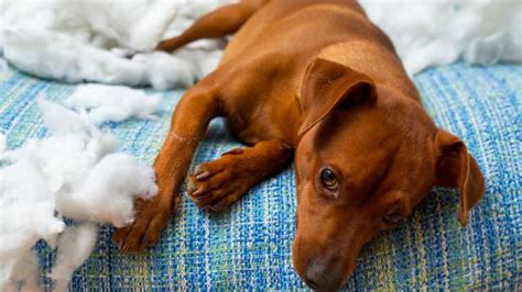 Cómo acostumbrar al perro a quedarse solo en casa