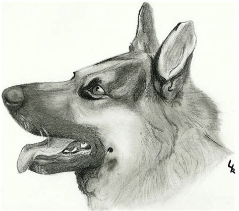 German Shepherd Stock 87 Drawing By Redsoulwolf13 On Deviantart