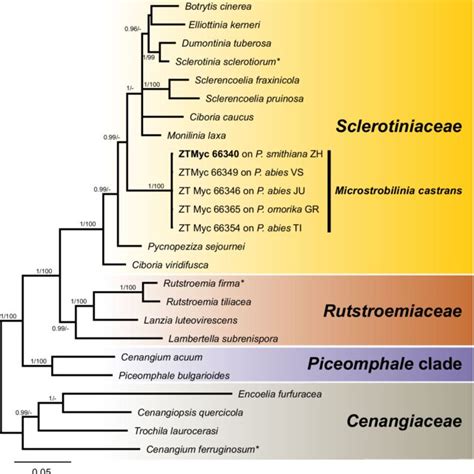 Majority Rule Consensus Tree From Bayesian Analyses Recovered From