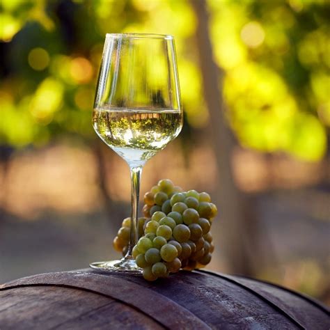 Вина Шардоне (Chardonnay): особенности, культура пития