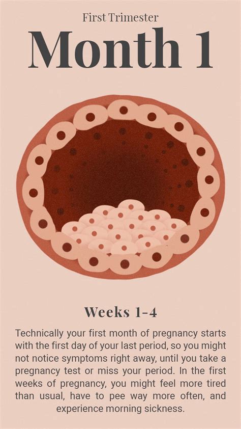 Early Pregnancy Symptoms Timeline