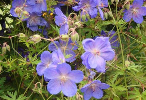 Geranium Hybride Brookside Guido Van De Steen