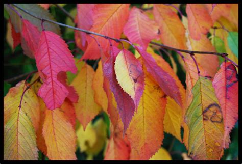 Autumn Leaves Iben Stagaard Flickr