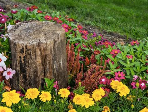 Comment détruire une souche d arbre rapidement sans produits chimique