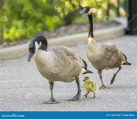 Gans Familie Mit Baby Stockfoto Bild Von Sirene Aufruf