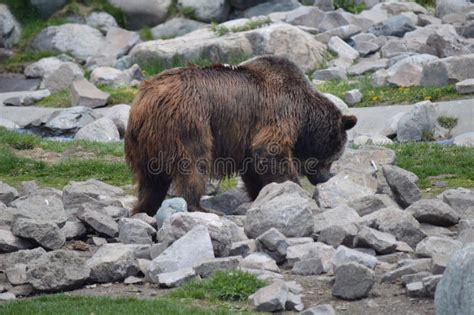 Grizzly Bear At A Wildlife Refuge Stock Photo Image Of Refuge Grand