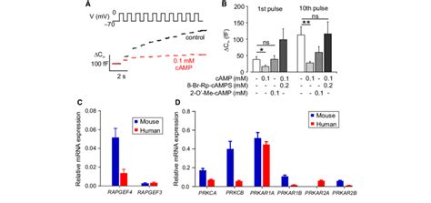 Glp Inhibits Exocytosis By A Pka Dependent Mechanism A Monitoring