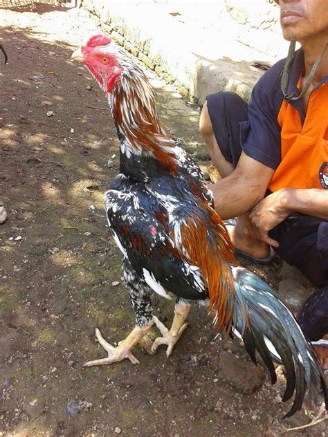 Ayam Aduan Garut Ayam Bangkok Jawara Zidan