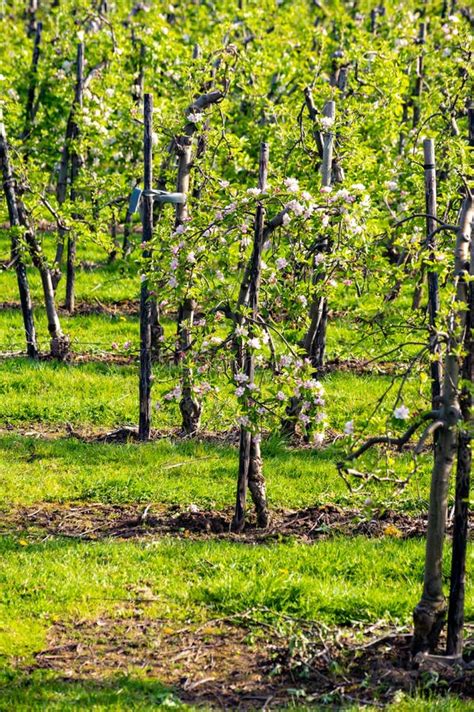 Rows With Blossoming Apple Fruit Trees In Springtime In Farm Orchards