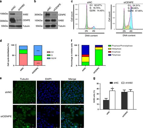 XAB2 Regulates Mitotic Progression Via CENPE A Western Blot Showing